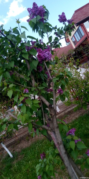 Plante de interiore si exterior. - imagine 7