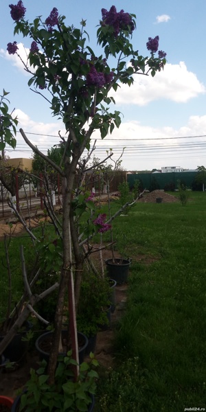 Plante de interiore si exterior. - imagine 3