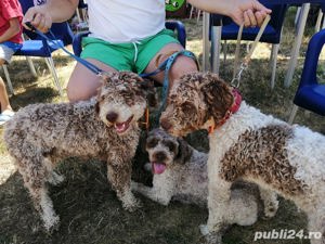 vând lagotto romagnolo cu pedigree  - imagine 3