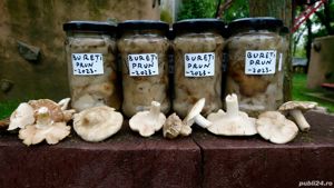Ciuperci la borcan - bureti de prun