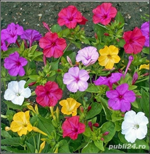 50 Seminte de Noptite mix -  Mirabilis jalapa/ Barba-Imparatului