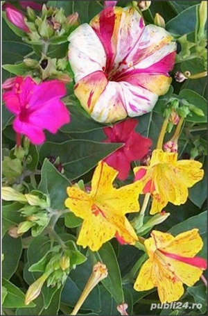 50 Seminte de Noptite mix -  Mirabilis jalapa/ Barba-Imparatului - imagine 3