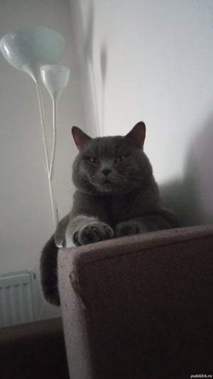 Motan British Shorthair - imagine 2