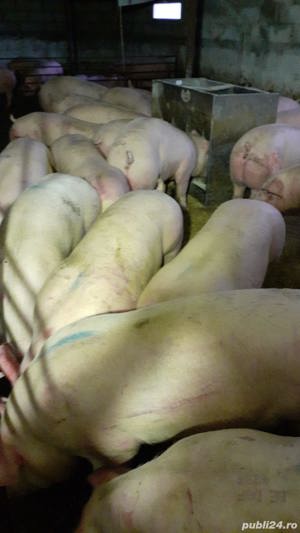 Porci de carne 100-300kg