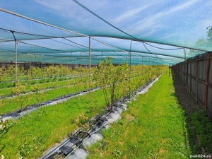 Teren extravilan  - imagine 6