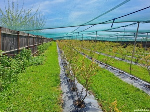 Teren extravilan  - imagine 9