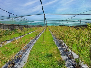 Teren extravilan  - imagine 8