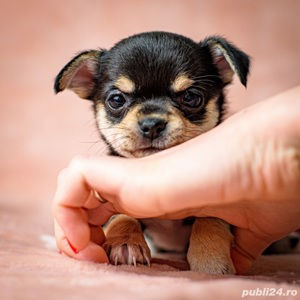 Chihuahua talie Mini Toy, par scurt, albi, maro, negru cu pete de foc - imagine 4