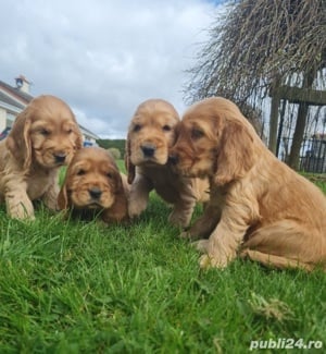 Cocker Spaniel Englez varietatea aurie, genetică superioară 