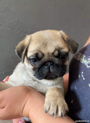 Pug Mops, par scurt, genetică superioară, 2 luni - imagine 6