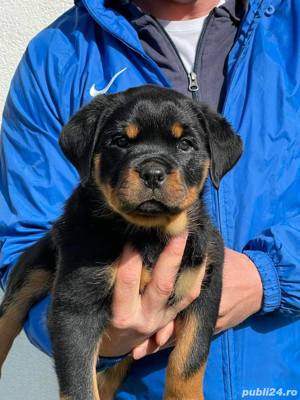 Rottweiler, talie mare, genetică superioară, rasa ideală pentru paza curții  - imagine 2