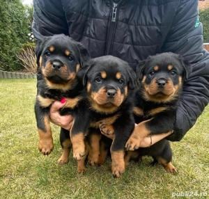 Rottweiler, talie mare, genetică superioară, rasa ideală pentru paza curții 