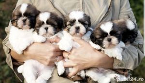 Shih-Tzu talie Mini Toy, genetică superioară