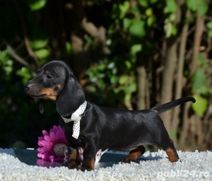 Teckel, par scurt, genetică superioară  - imagine 2