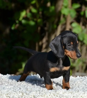 Teckel, par scurt, genetică superioară 