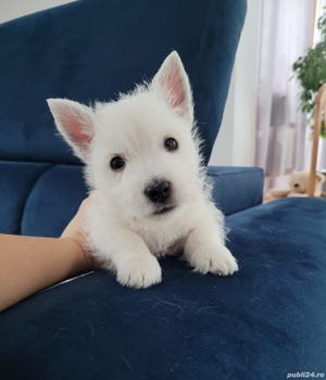 Westie - genetică pură, transport la nivel național - imagine 2