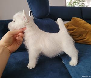 Westie - genetică pură, transport la nivel național - imagine 4