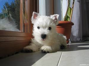 Westie - genetică pură, transport la nivel național - imagine 3