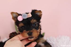 Pui Yorkshire Terrier mini toy - Cumpără în condiții de legalitate și siguranță  - imagine 6