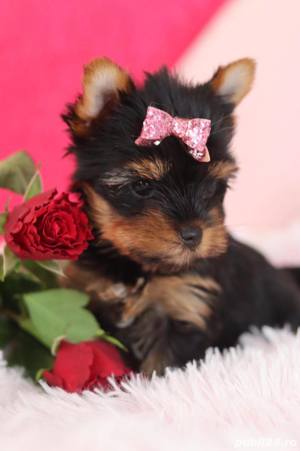 Pui Yorkshire Terrier mini toy - Cumpără în condiții de legalitate și siguranță  - imagine 8