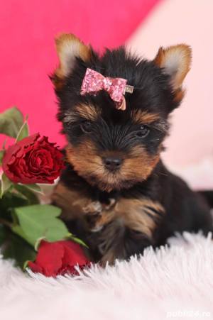 Pui Yorkshire Terrier mini toy - Cumpără în condiții de legalitate și siguranță  - imagine 5