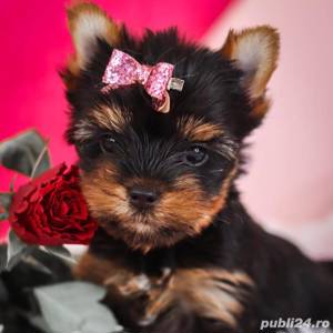Pui Yorkshire Terrier mini toy - Cumpără în condiții de legalitate și siguranță  - imagine 7