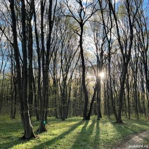 Teren forestier- Padure Liziera de Lac Frumusani - imagine 2