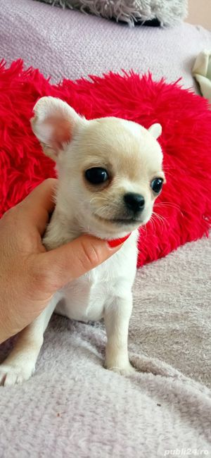 Chihuahua Mini Toy - transport la nivel național - imagine 2