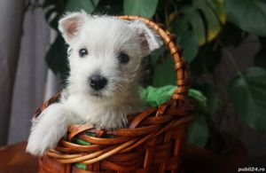 Westie - furnizor autorizat - transport la nivel național - imagine 3