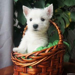 Westie - furnizor autorizat - transport la nivel național - imagine 5