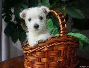 Westie - furnizor autorizat - transport la nivel național - imagine 6