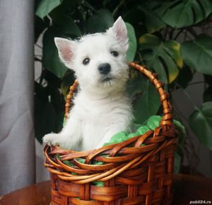 Westie - furnizor autorizat - transport la nivel național - imagine 2