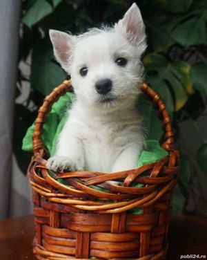 Westie - furnizor autorizat - transport la nivel național - imagine 4
