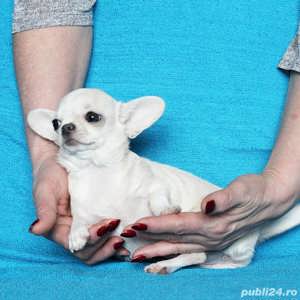 Chihuahua - transport autorizat la nivel național  - imagine 2