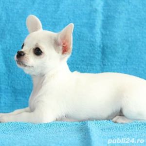 Chihuahua - transport autorizat la nivel național  - imagine 3