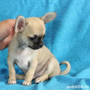 Chihuahua - transport autorizat la nivel național  - imagine 4