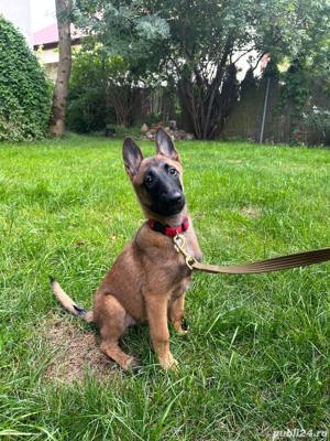 Ciobănesc Belgian Malinois - genetică superioară - transport autorizat la nivel național 