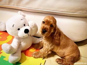 Cocker Spaniel Englez - genetică pură, transport autorizat la nivel național 