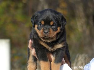 Rottweiler - transport autorizat la nivel național  - imagine 3