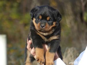 Rottweiler - transport autorizat la nivel național  - imagine 2