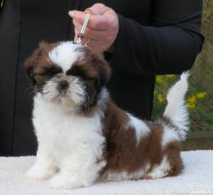 Shih-Tzu - transport autorizat la nivel național