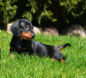 Teckel - furnizor autorizat - transport autorizat la nivel național  - imagine 2