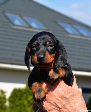 Teckel - furnizor autorizat - transport autorizat la nivel național  - imagine 3