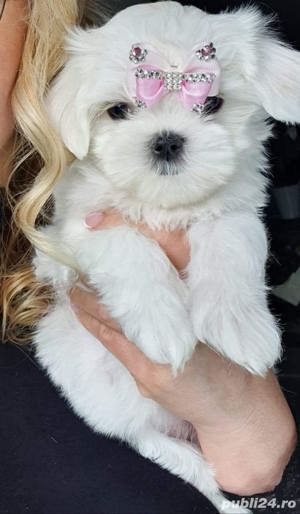 Pui rasa Bichon Maltez - canisă autorizată  - imagine 2