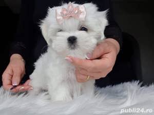 Pui rasa Bichon Maltez - canisă autorizată 