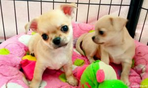 Pui rasa Chihuahua - furnizor autorizat
