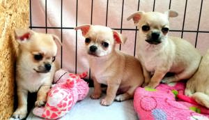 Pui rasa Chihuahua - furnizor autorizat  - imagine 2