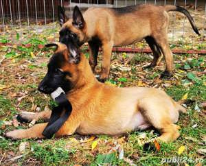 Pui rasa Ciobănesc Belgian Malinois de înaltă calitate genetică