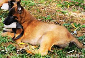 Pui rasa Ciobănesc Belgian Malinois de înaltă calitate genetică  - imagine 3