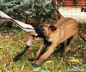 Pui rasa Ciobănesc Belgian Malinois de înaltă calitate genetică  - imagine 2